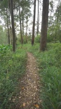 Kamera yeşil bir ormanda, büyük ağaçlı bir patikada yürüyor.