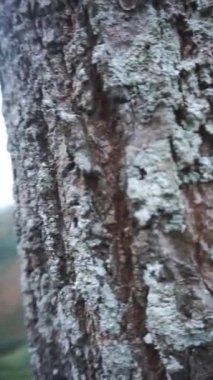 Güzel dikey video portresi dağların doğal manzarası, tepelerin doğal manzarası, ve yüksek yeşil ağaçların ormanları ve parlak mavi gökyüzünün altında yeşil bitkilerin yamaçları.