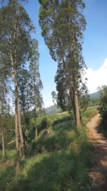 Doğal manzara dağları, doğal panorama tepeleri, ve uzun yeşil ağaçlardan oluşan ormanlar ve bulutlu mavi gökyüzünün altında yeşil tarlalar.