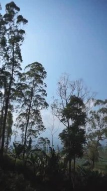 Doğal manzara dağları, doğal panorama tepeleri, ve uzun yeşil ağaçlardan oluşan ormanlar ve bulutlu mavi gökyüzünün altında yeşil tarlalar.