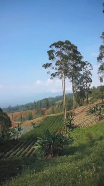 Doğal manzara dağları, doğal panorama tepeleri, ve uzun yeşil ağaçlardan oluşan ormanlar ve bulutlu mavi gökyüzünün altında yeşil tarlalar.