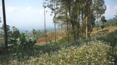 Doğal manzara dağları, doğal panorama tepeleri, ve uzun yeşil ağaçlardan oluşan ormanlar ve bulutlu mavi gökyüzünün altında yeşil tarlalar.