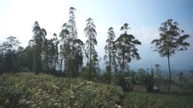 Doğal manzara dağları, doğal panorama tepeleri, ve uzun yeşil ağaçlardan oluşan ormanlar ve bulutlu mavi gökyüzünün altında yeşil tarlalar.