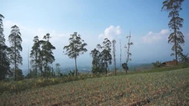 Doğal manzara dağları, doğal panorama tepeleri, ve uzun yeşil ağaçlardan oluşan ormanlar ve bulutlu mavi gökyüzünün altında yeşil tarlalar.