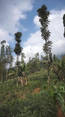 Doğal manzara dağları, doğal panorama tepeleri, ve uzun yeşil ağaçlardan oluşan ormanlar ve bulutlu mavi gökyüzünün altında yeşil tarlalar.