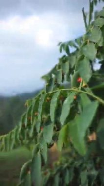 Doğal manzara dağları, doğal panorama tepeleri, ve uzun yeşil ağaçlardan oluşan ormanlar ve bulutlu mavi gökyüzünün altında yeşil tarlalar.