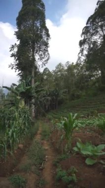 Öğleden sonra dağ tepelerinde yeşil tütün tarlası