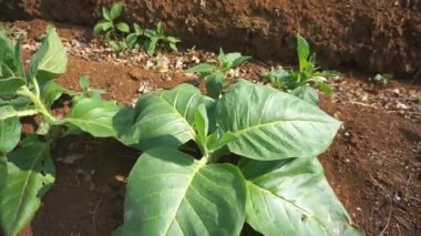 Öğleden sonra dağ tepelerinde yeşil tütün tarlası