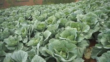 Öğleden sonra dağ tepelerinde yeşil lahana tarlaları