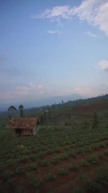 Güzel dikey video bir tepe boyunca bir gezi öğleden sonra büyük, güzel ağaçlarla