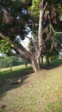 Doğal manzaranın güzel dikey videoları, tepelerin doğal panoramaları, ve uzun yeşil ağaçlar ve yeşil çimlerin genişliği.