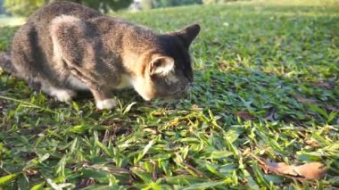 Vahşi kedi yeşil çimlerin üzerinde yemek yiyor.