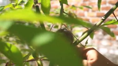 Evcil bir yavru sincap oynuyor.