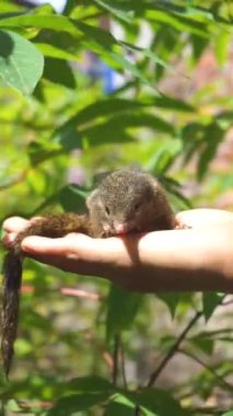 Evcil bir yavru sincap oynuyor.