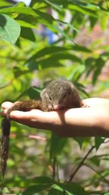 Evcil bir yavru sincap oynuyor.