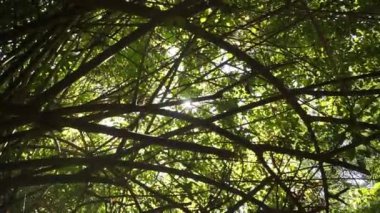 Dağların doğal manzarası, tepelerin doğal manzarası, ve öğleden sonra günbatımında uzun yeşil ormanlar ve yeşil yamaçlar.