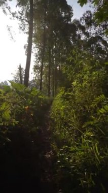 Dağların doğal manzarası, tepelerin doğal manzarası, ve öğleden sonra günbatımında uzun yeşil ormanlar ve yeşil yamaçlar.