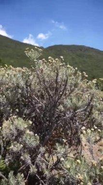 Cava edelweiss çiçekleri ya da Anafalis javanica olarak bilinir Papandayan Dağı, Garut Dağı, Batı Java, Endonezya 'da çiçek açıyor