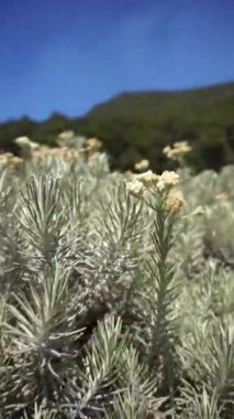 Cava edelweiss çiçekleri ya da Anafalis javanica olarak bilinir Papandayan Dağı, Garut Dağı, Batı Java, Endonezya 'da çiçek açıyor