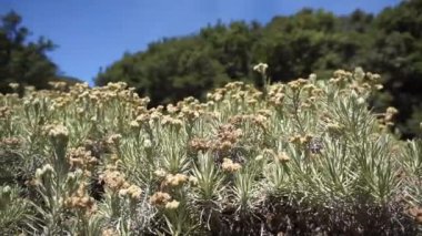 Cava edelweiss çiçekleri ya da Anafalis javanica olarak bilinir Papandayan Dağı, Garut Dağı, Batı Java, Endonezya 'da çiçek açıyor