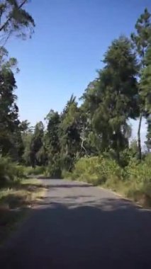Parlak mavi bir gökyüzünün altında uzun, yeşil ağaçlarla dolu bir ormanda yapılan yolculuğun dikey videosu.