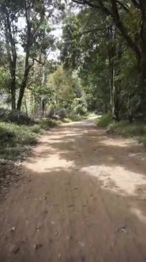 Parlak mavi gökyüzünün altında uzun, yeşil ağaçlarla dolu bir ormanda yolculuk.