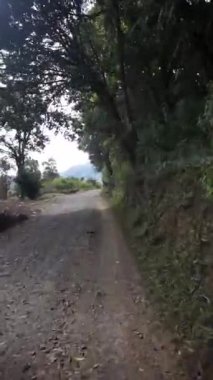 Parlak mavi gökyüzünün altında uzun, yeşil ağaçlarla dolu bir ormanda yolculuk.