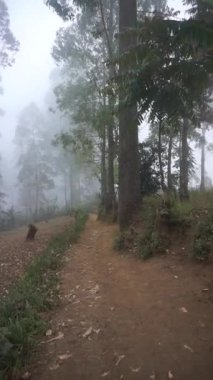 Öğleden sonra Cikuray Dağı eteklerindeki uzun ve büyük ağaçların doğal manzarası sisle kaplıydı.
