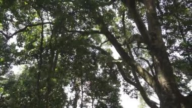 Uzun, büyük, yeşil yosunlu ağaçlar. Binlerce yıllık ormanda.