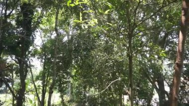 Uzun, büyük, yeşil yosunlu ağaçlar. Binlerce yıllık ormanda.