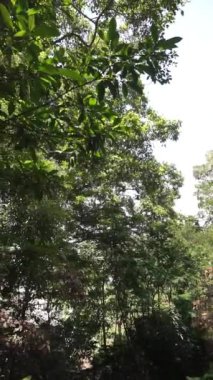 Binlerce yıllık, uzun, büyük, yeşil yosun ağaçlarının dikey videosu.