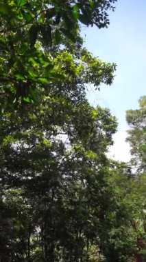 Binlerce yıllık, uzun, büyük, yeşil yosun ağaçlarının dikey videosu.