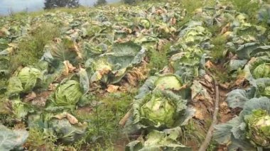 Lahana bitkileri ya da haşere yüzünden Brassica Oleracea çürümüş, tarlalarda ürün kaybı yeşil görünüyor.