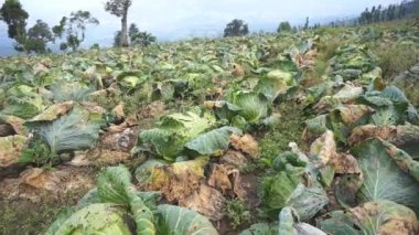 Lahana bitkileri ya da haşere yüzünden Brassica Oleracea çürümüş, tarlalarda ürün kaybı yeşil görünüyor.