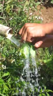 Bir adamın eli lahana ya da Brassica Oleracea 'yı dağ suyuyla temizliyor.