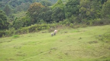 Garut Endonezya 'nın yeşil tepelerinde bufalo gütmek