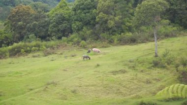 Garut Endonezya 'nın yeşil tepelerinde bufalo gütmek