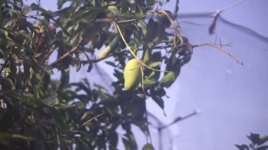 Ağaçtaki taze bir mango hala yeşil ve olgun değil.