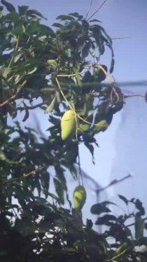 Ağaçtaki taze bir mango hala yeşil ve olgun değil.