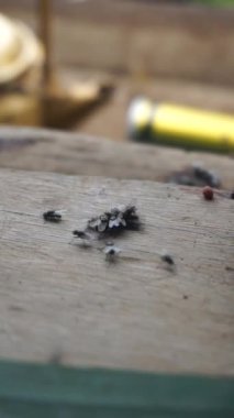 Bir grup sinek ya da Latin Diptera 'da tahta bir tahtanın üzerinde yiyecek aramak için toplandılar.