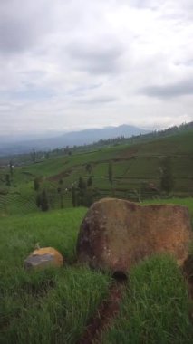 Kırmızı Soğan Çiftliği ya da Latince adıyla Allium Ascalonicum engin dağlık tepelerde