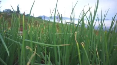 Dağların yamaçlarında yeşil görünen kırmızı soğan tarlaları.