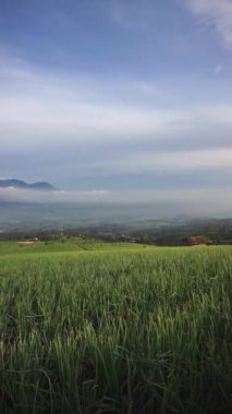 güzel dikey video portresi kırmızı soğan tarlaları, dağların yamaçlarında yeşil görünüyor