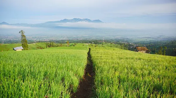 Güzel bir sabah manzarası, dağ tepelerinde kırmızı soğan tarlaları var.
