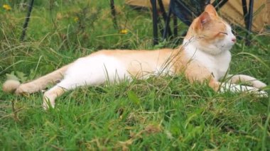 Yeşil çimenlerin üzerinde dinlenen turuncu kedi videosu.