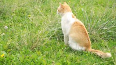 Yeşil çimenlerin üzerinde dinlenen turuncu kedi videosu.