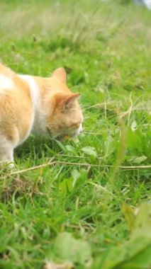 Turuncu kedi yeşil çimlerin üzerinde bisküvi yiyor.