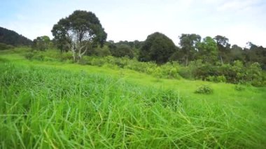 Dağların doğal güzelliği, yemyeşil, yemyeşil otlar