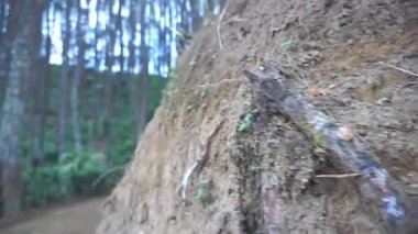 Ormanın doğal manzarası. Büyük, uzun çam ağaçları.