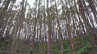 Gün boyunca çam ormanlarında arka planı kapatın.